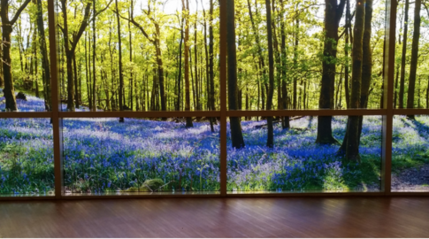 Improve Well-Being with Biophilic Interior Design