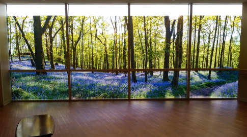 Biophilia - Bring the Outside In